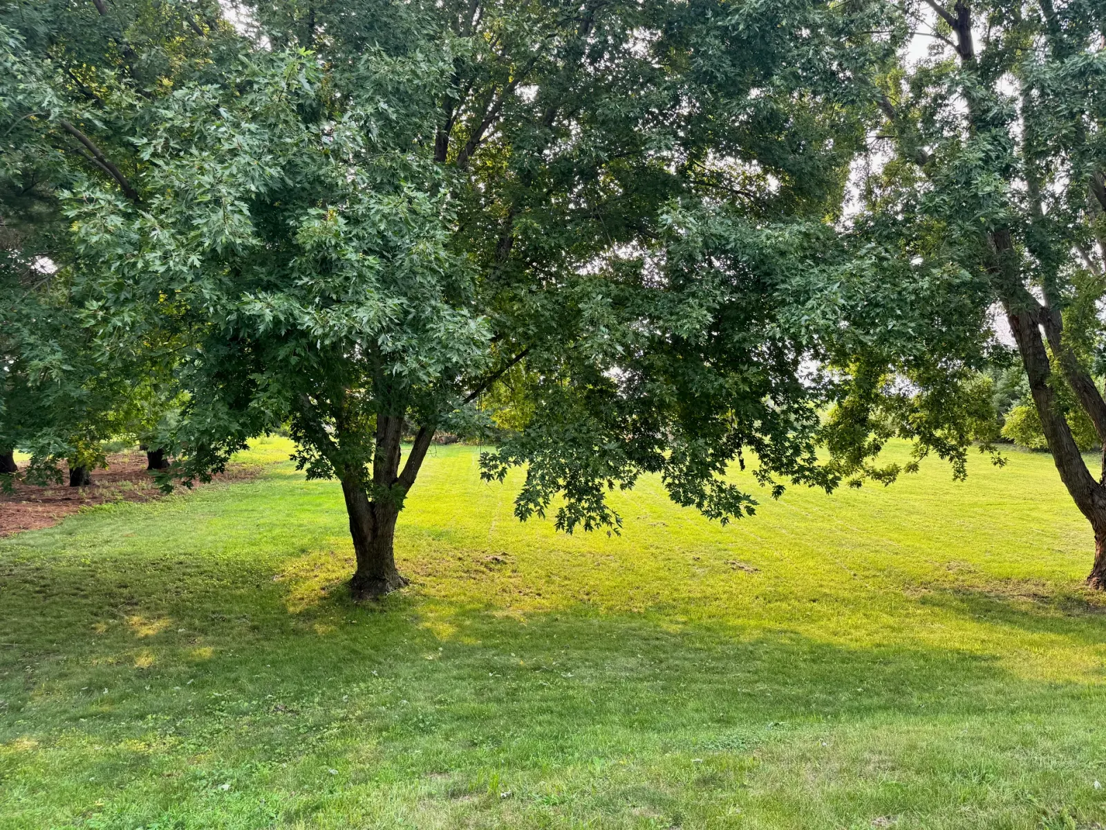 10908 NW 107th Street, Granger, Iowa - Rear Tree Line
