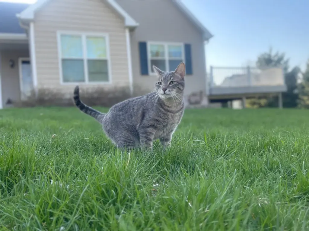 10908 NW 107th Street, Granger, Iowa - Resident Cat